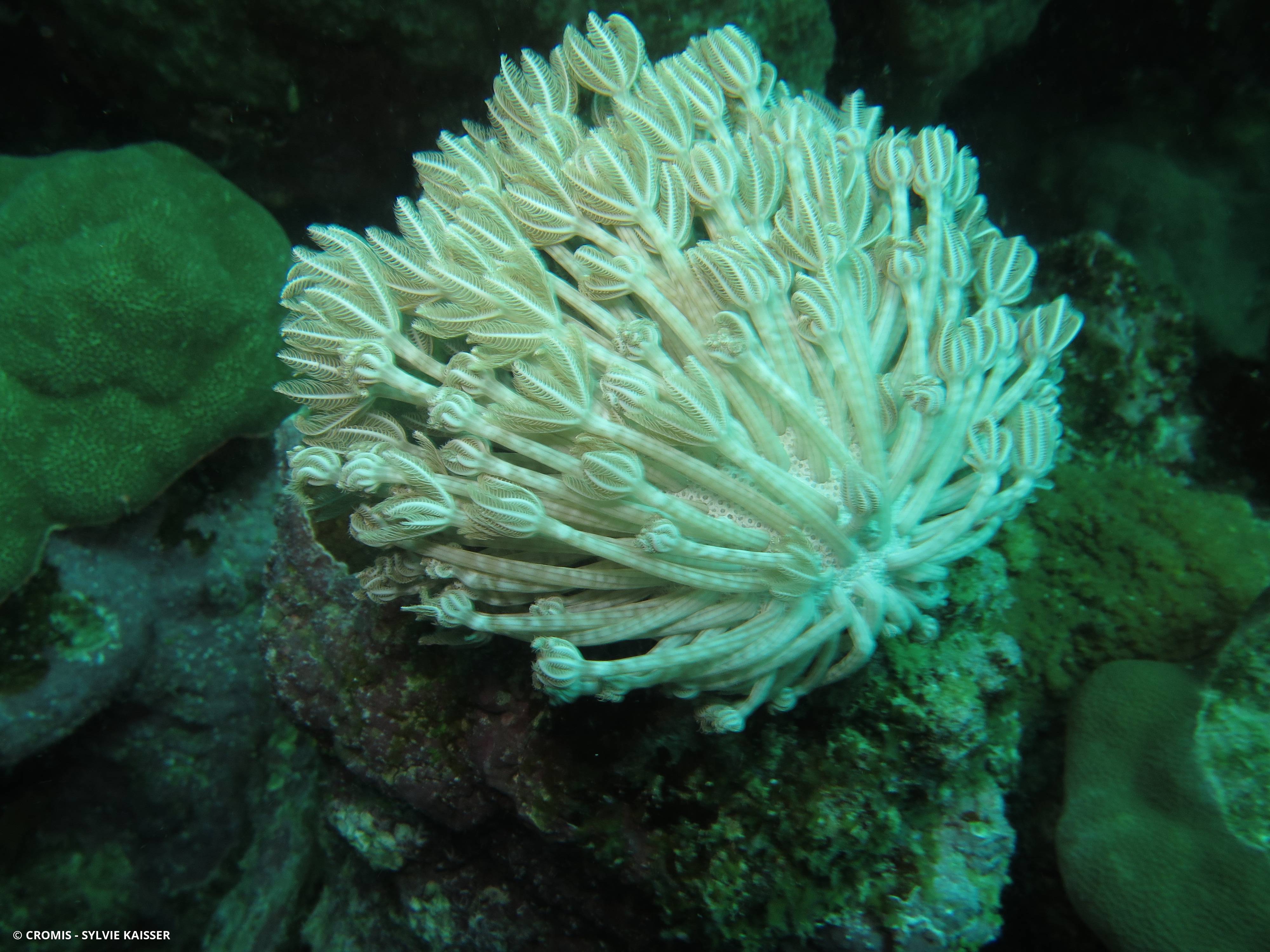 Corail plume d'autruche