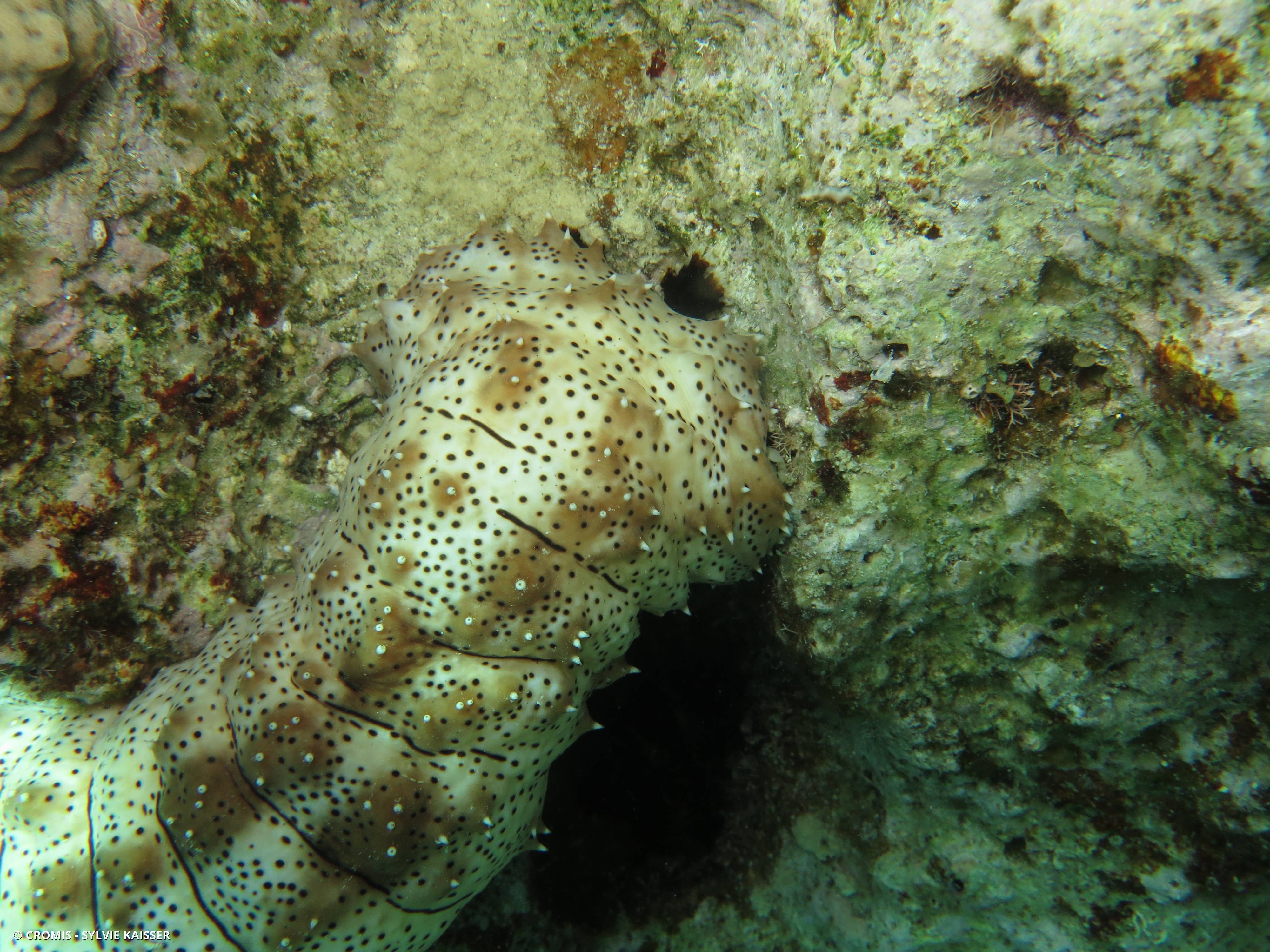 Holothurie rayée