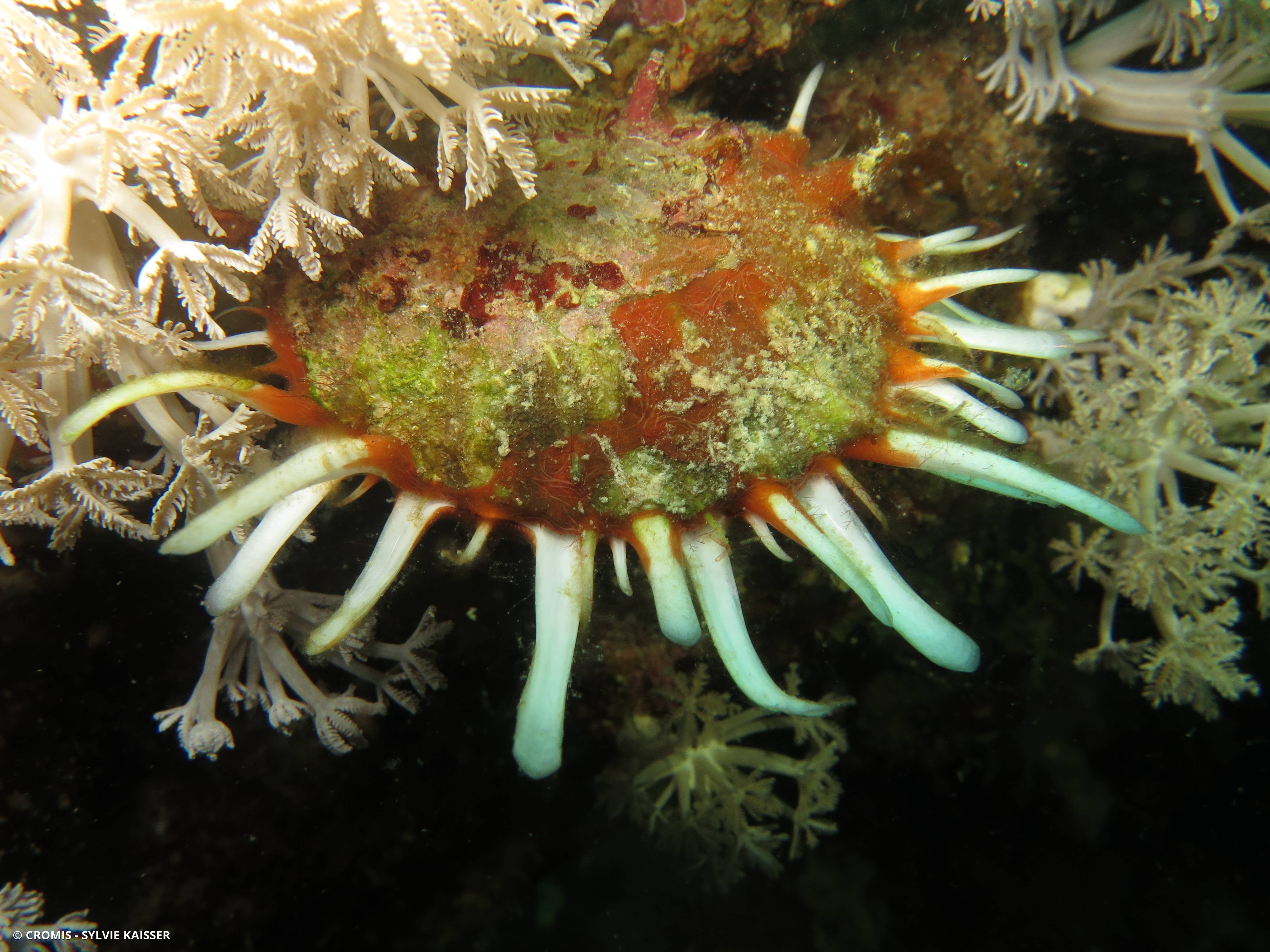 Spondyle pied-d'âne