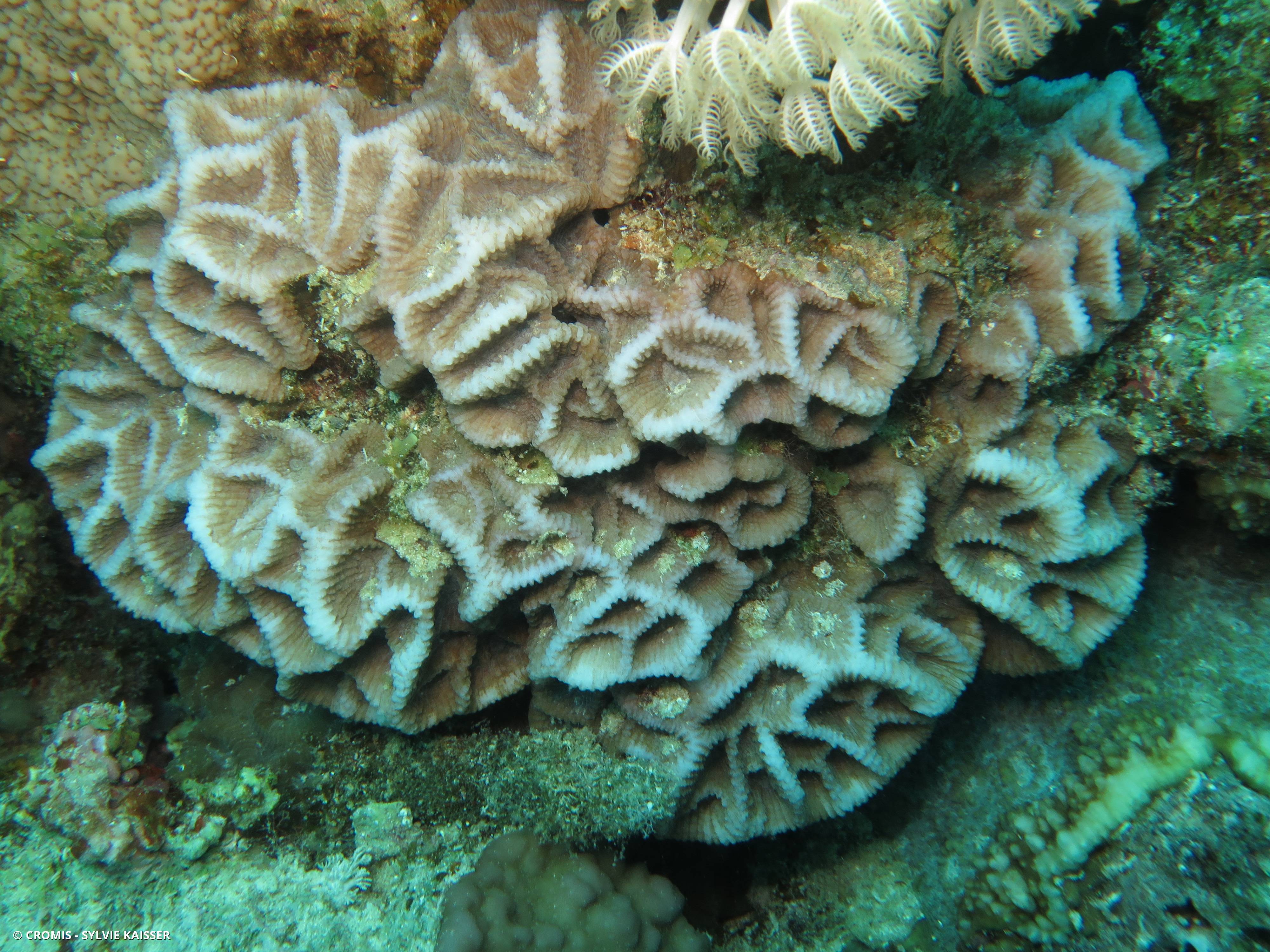 Corail cerveau bosselé