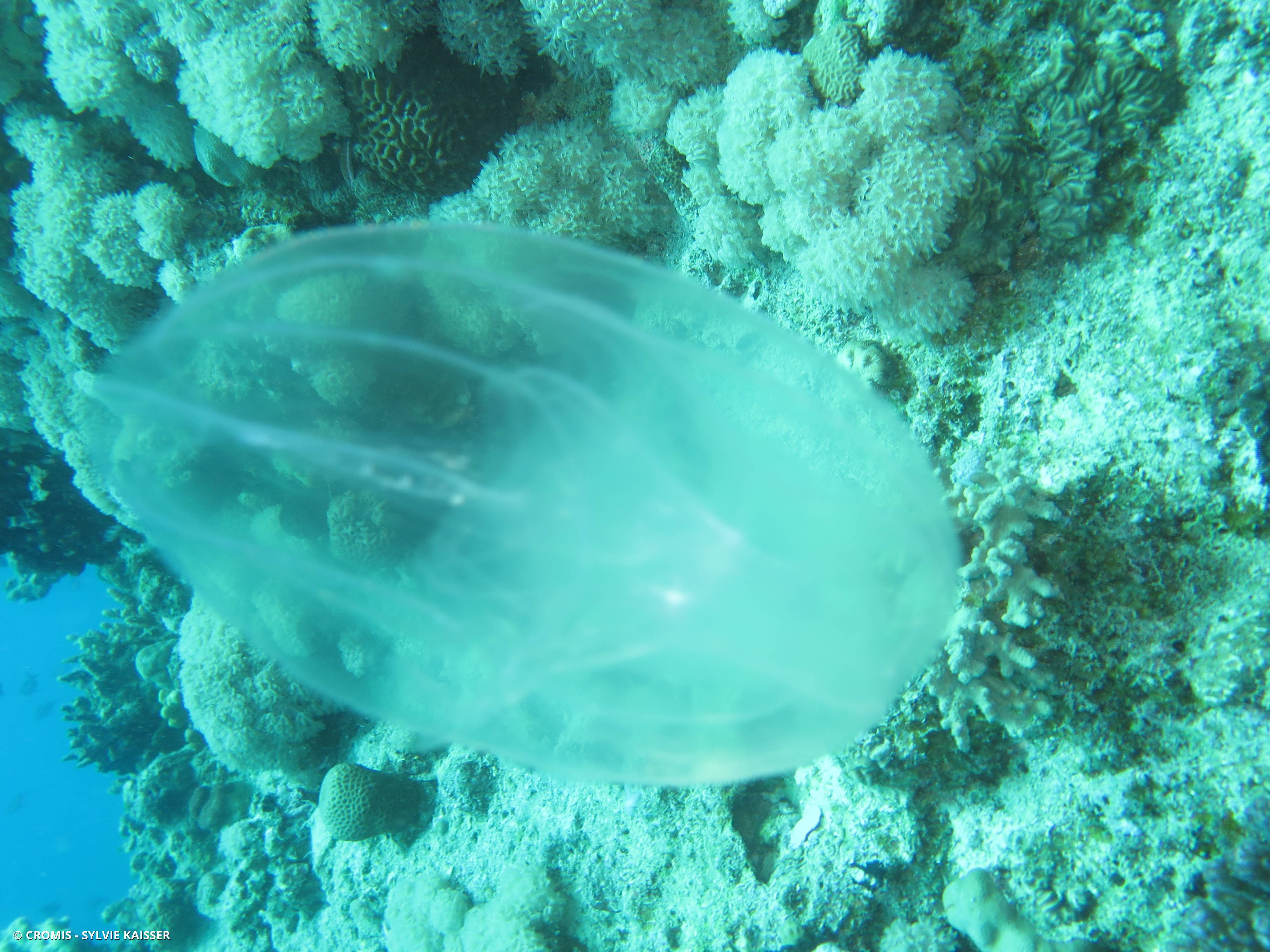 Mnémiopsis