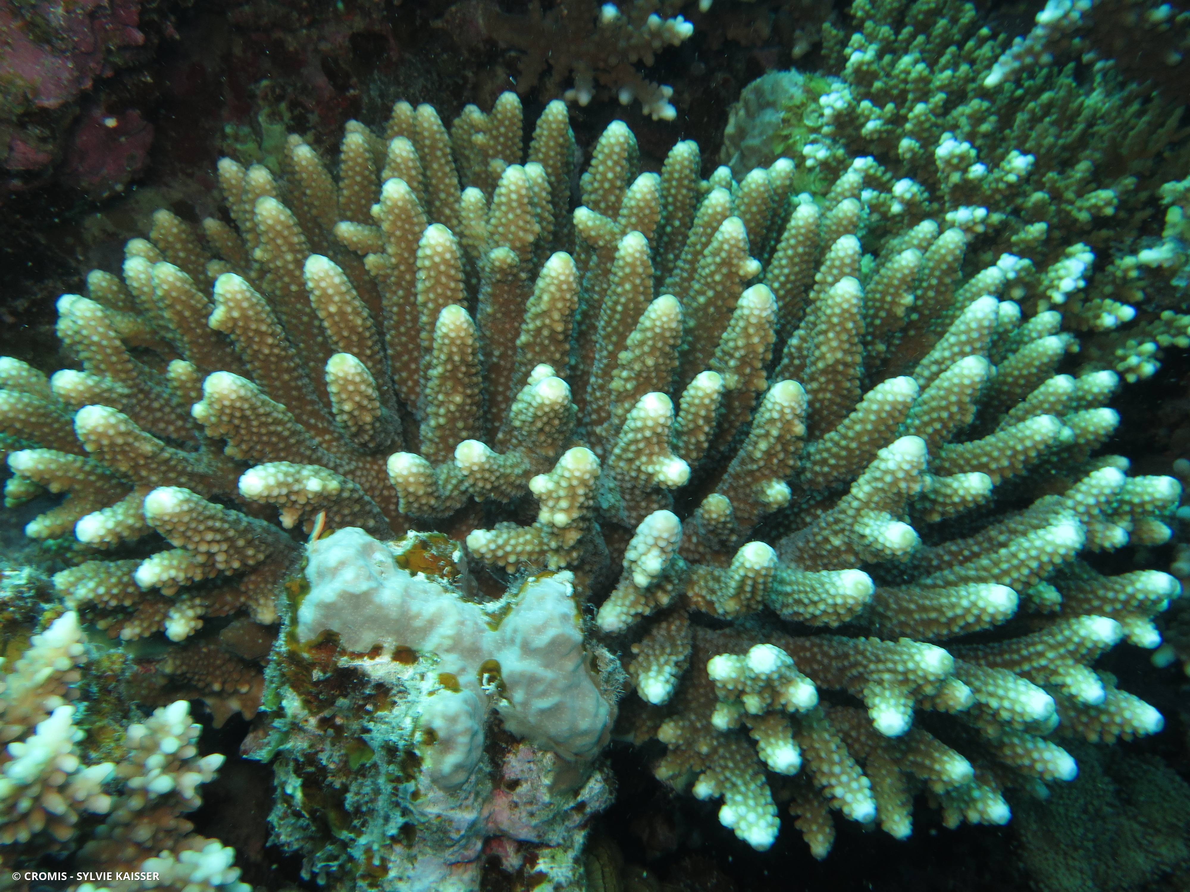 Acropore