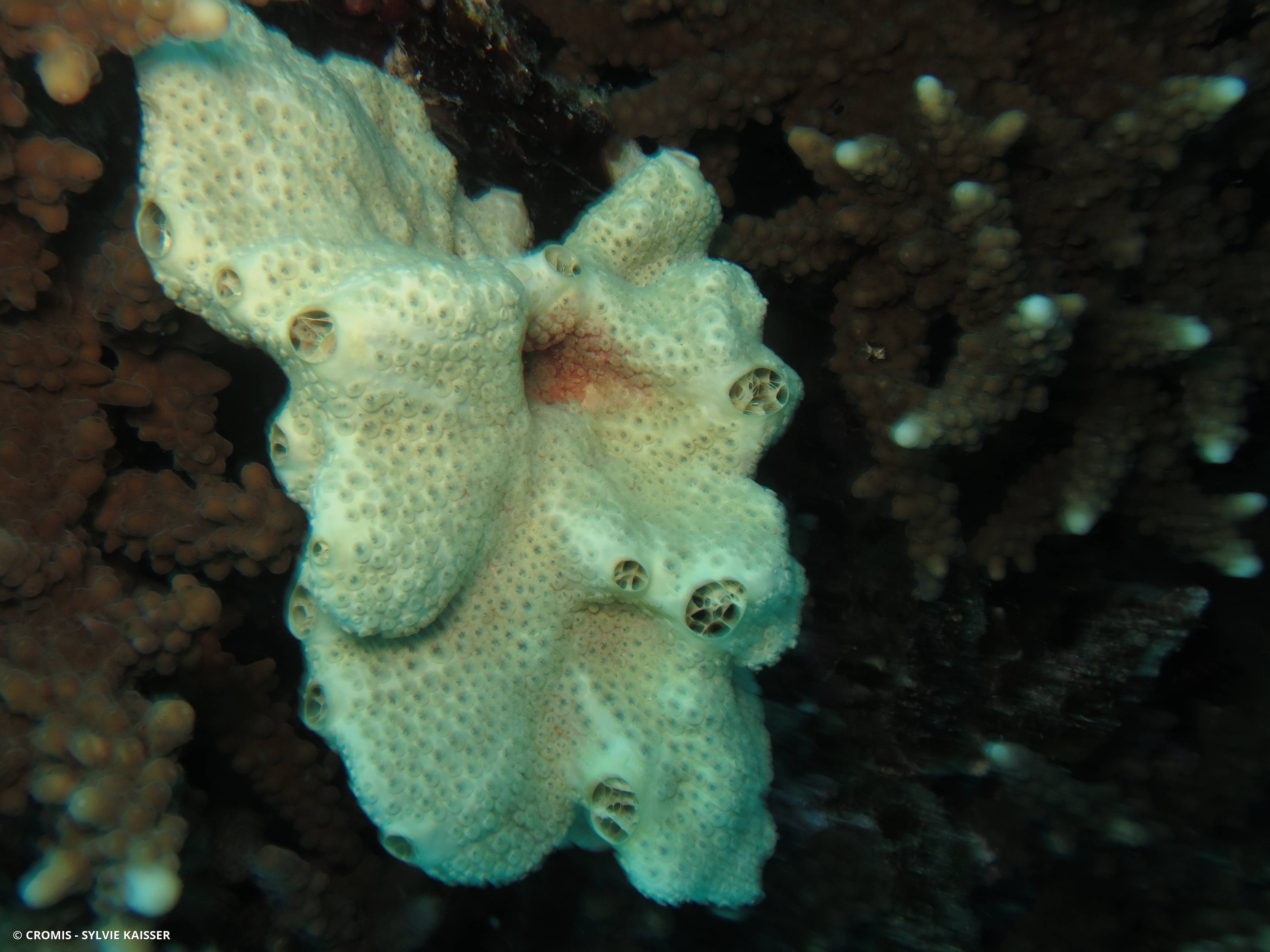 Crella (Grayella) cyatophora