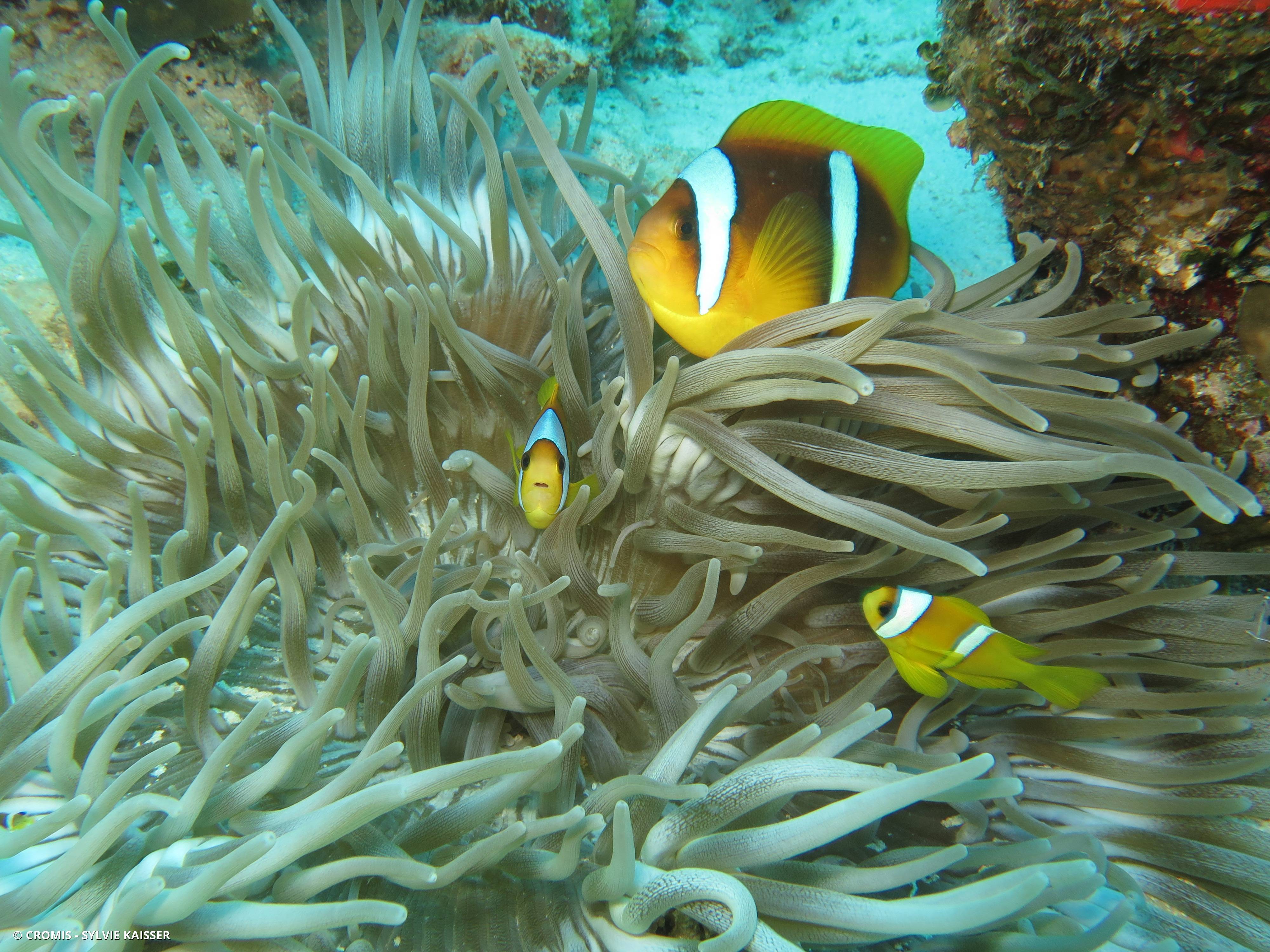 Poisson-clown à deux bandes