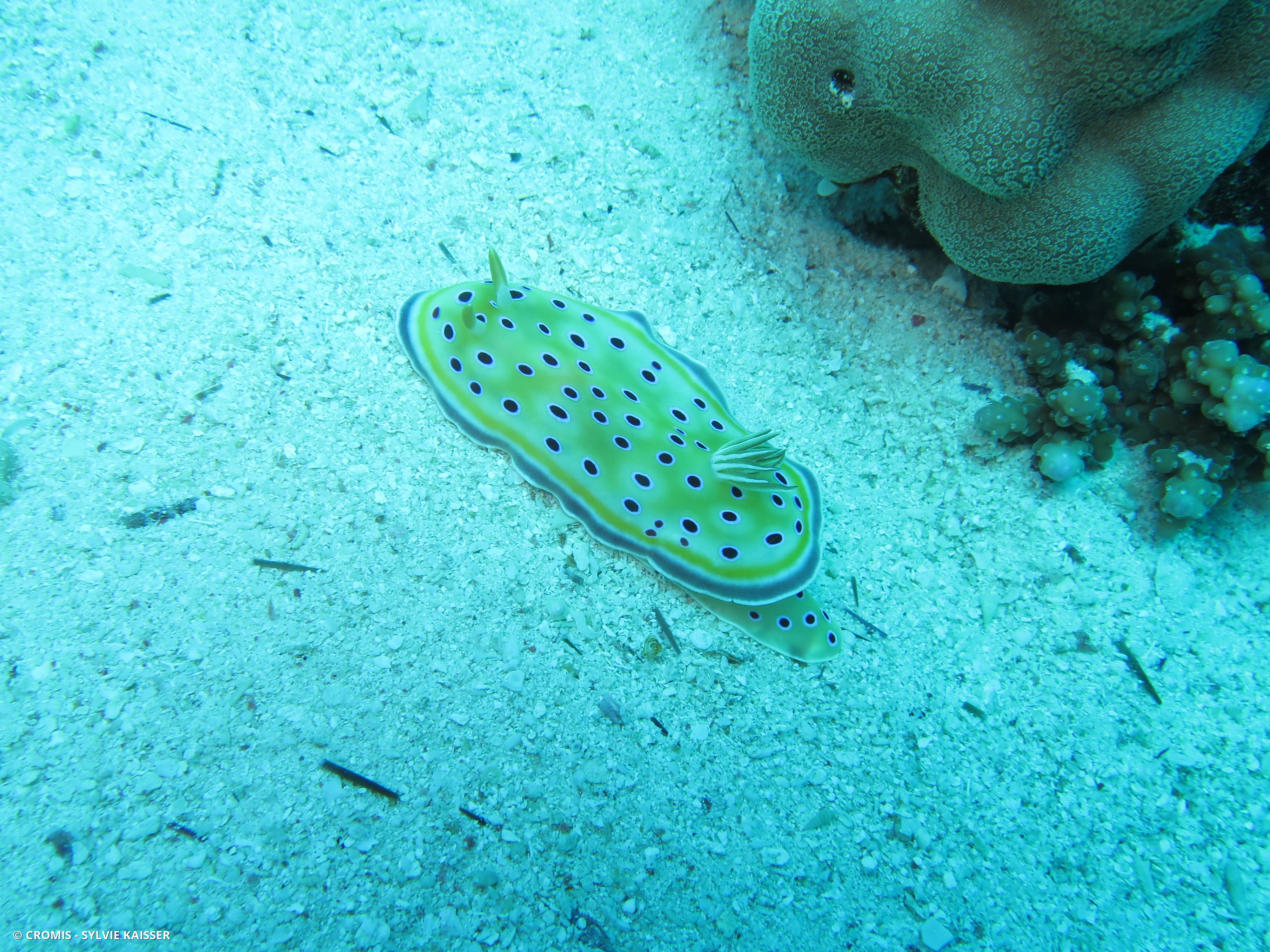 Chromodoris jumeau