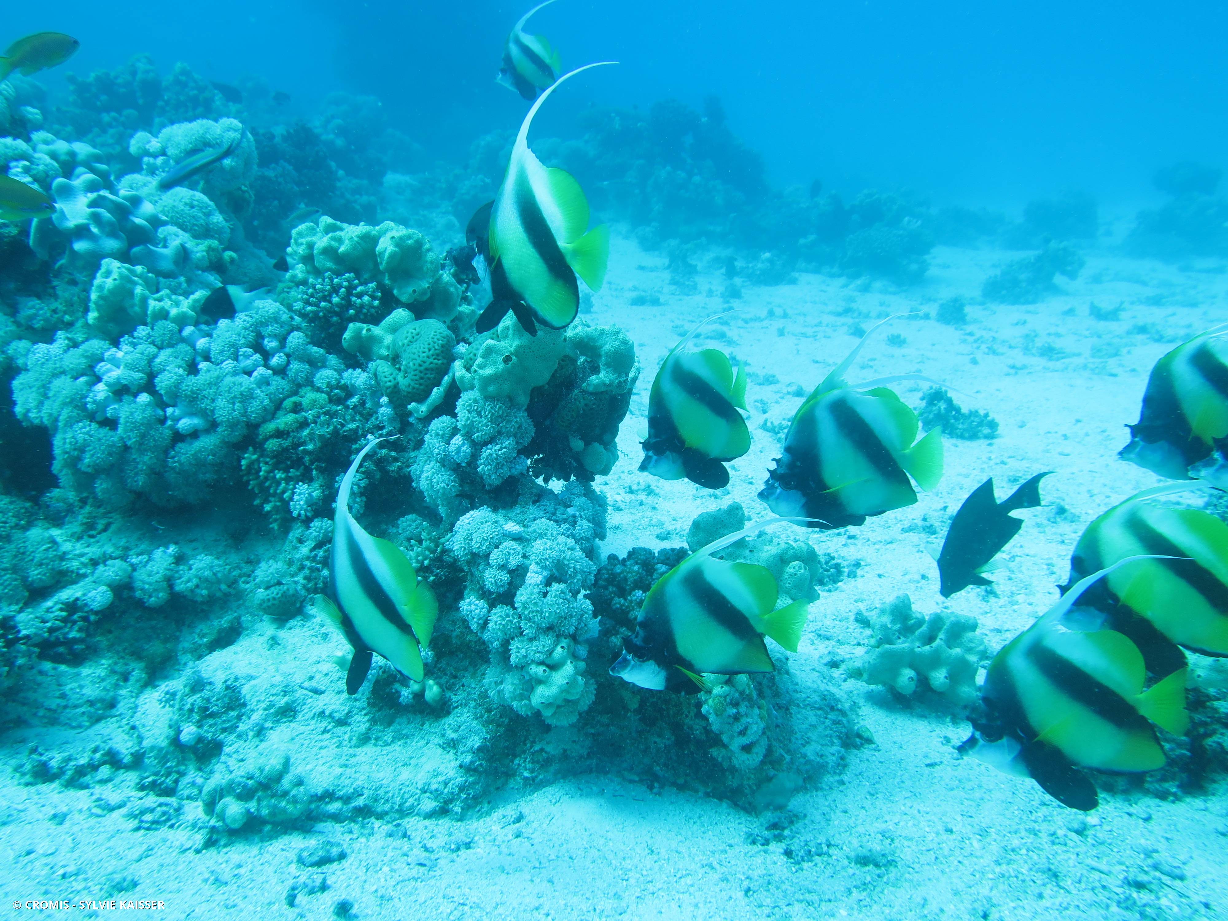 Poisson-cocher commun