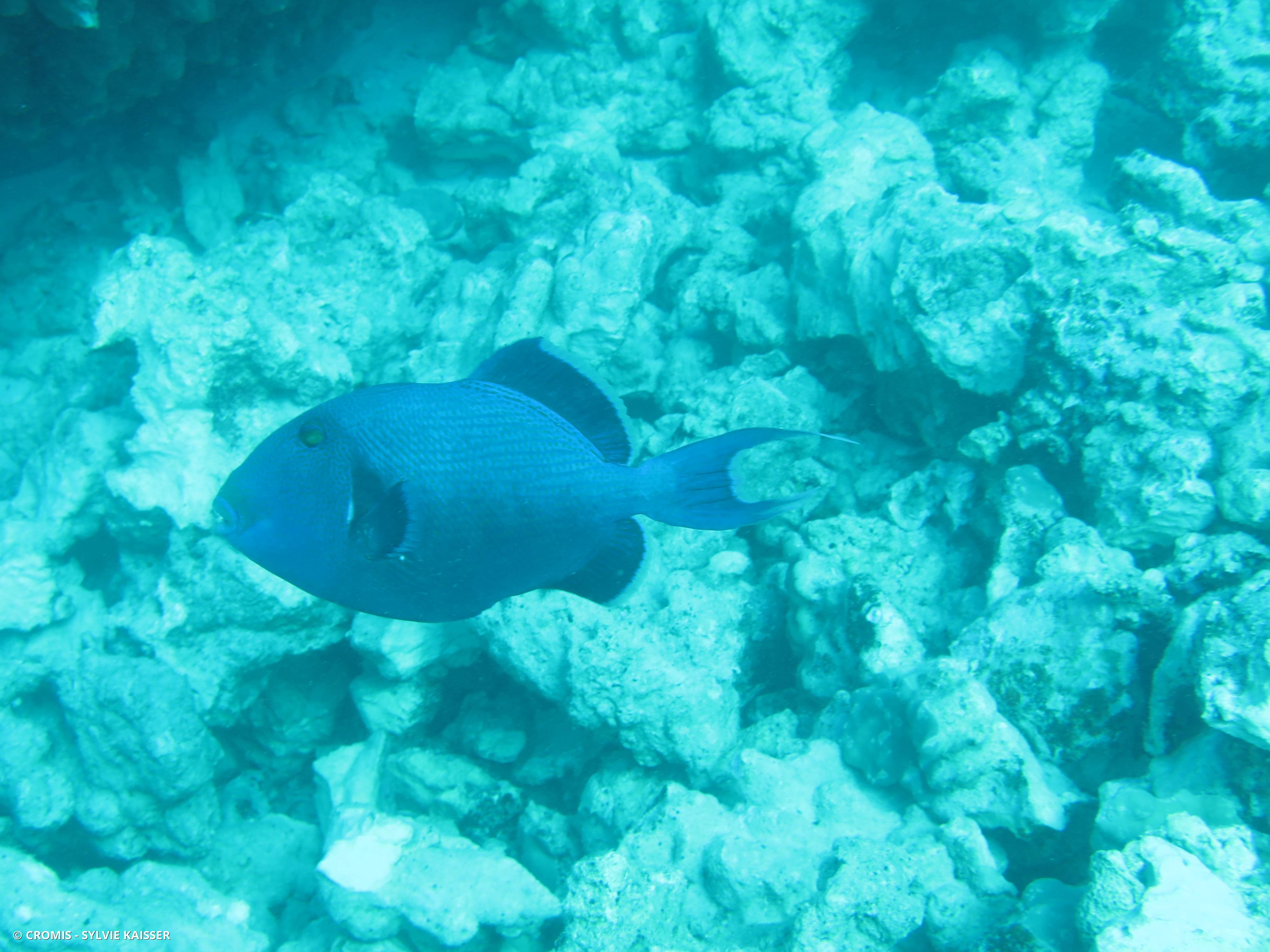 Baliste bleu