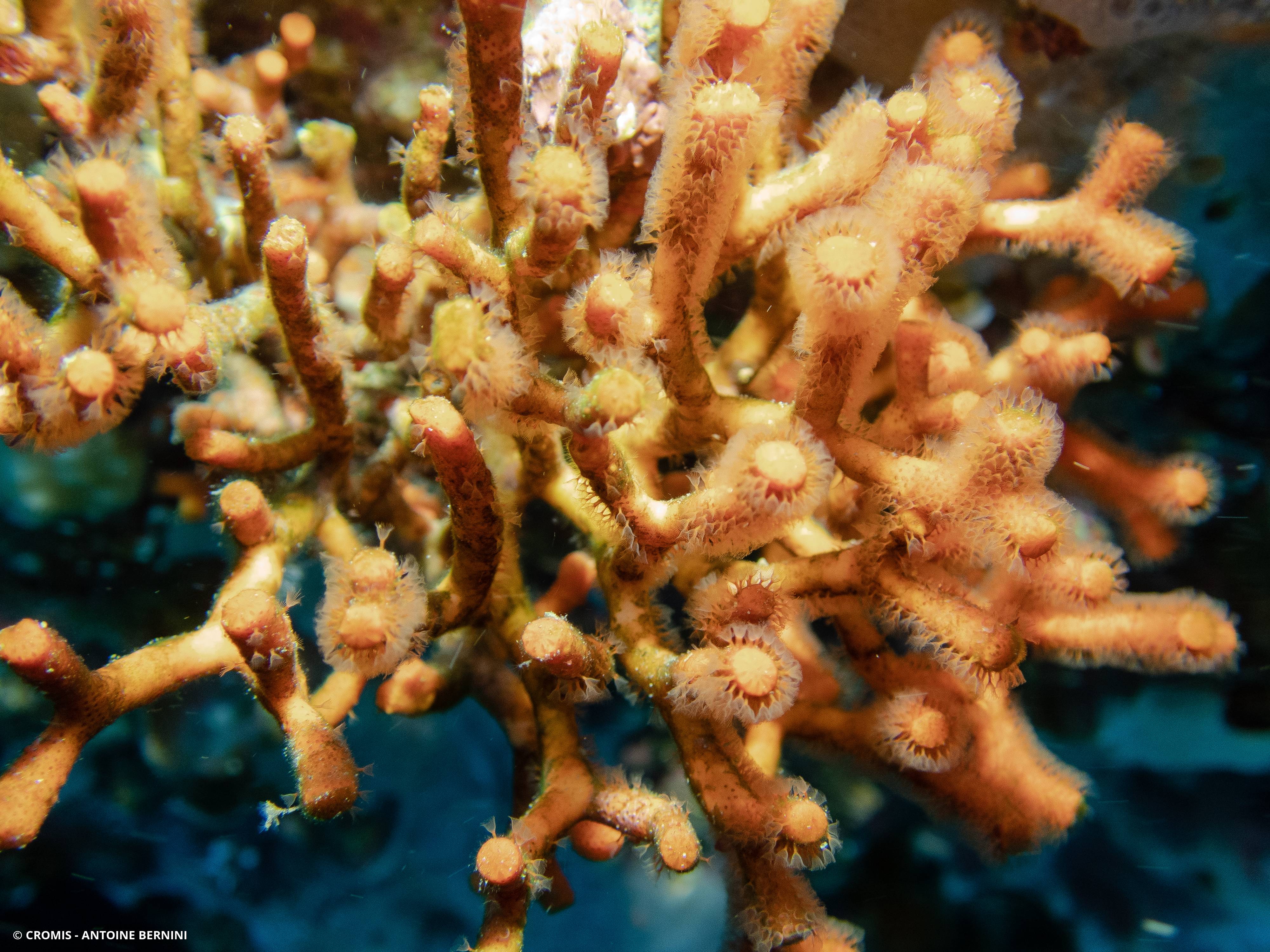 Faux corail