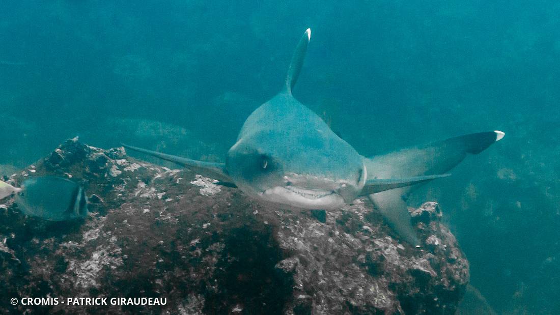 Requin corail