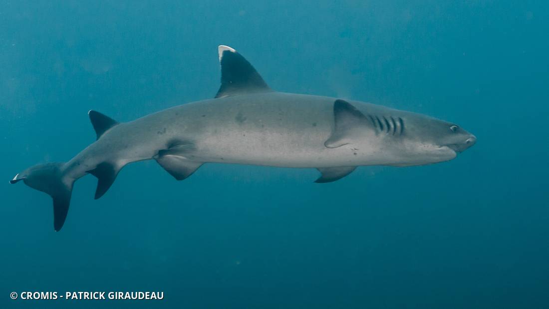 Requin corail