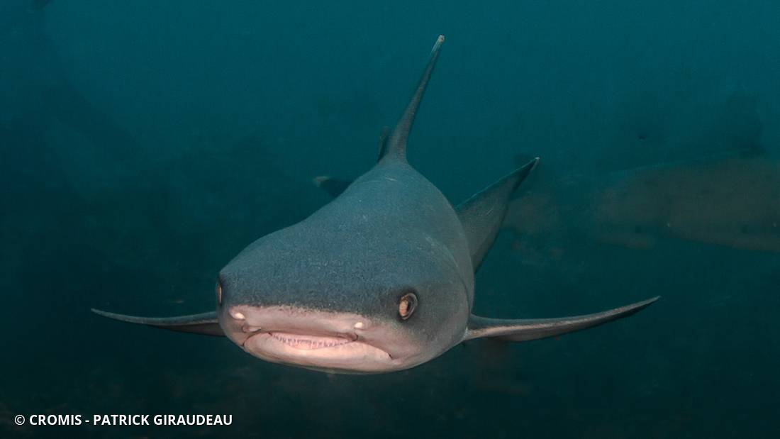 Requin corail