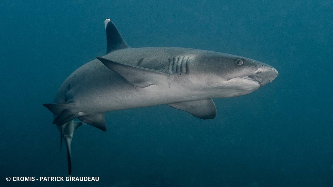 Requin corail