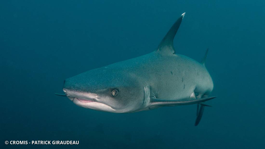 Requin corail