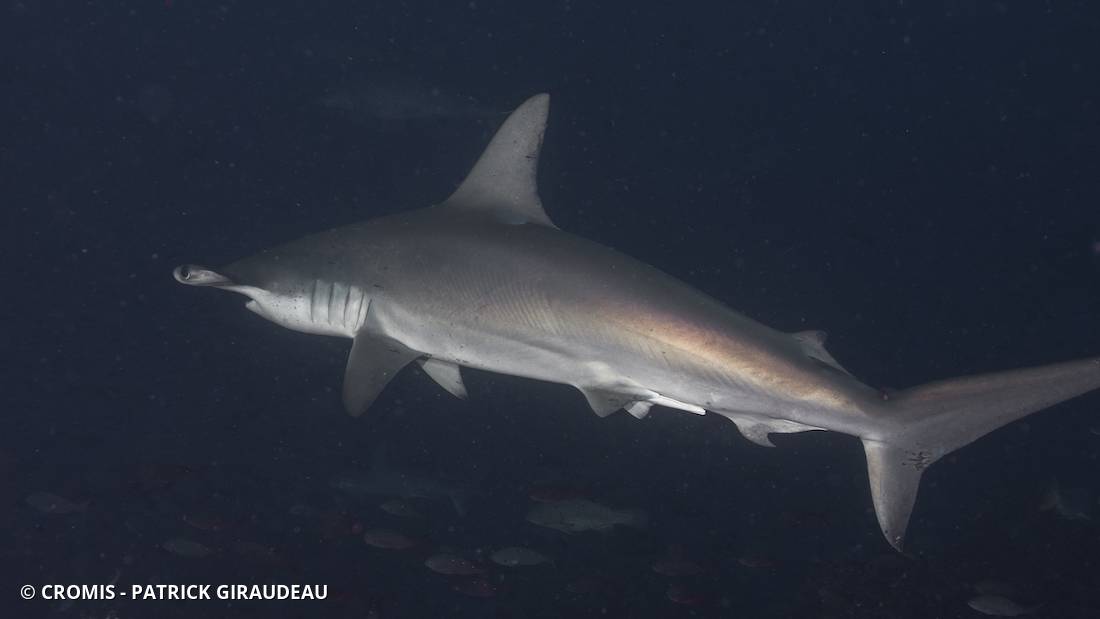 Requin marteau halicorne