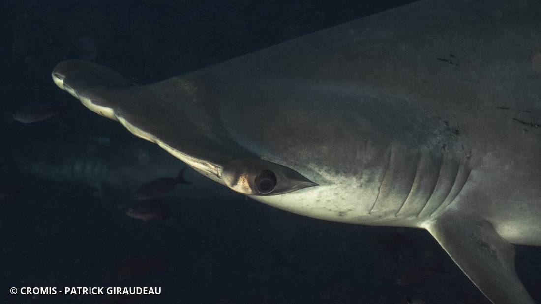 Requin marteau halicorne