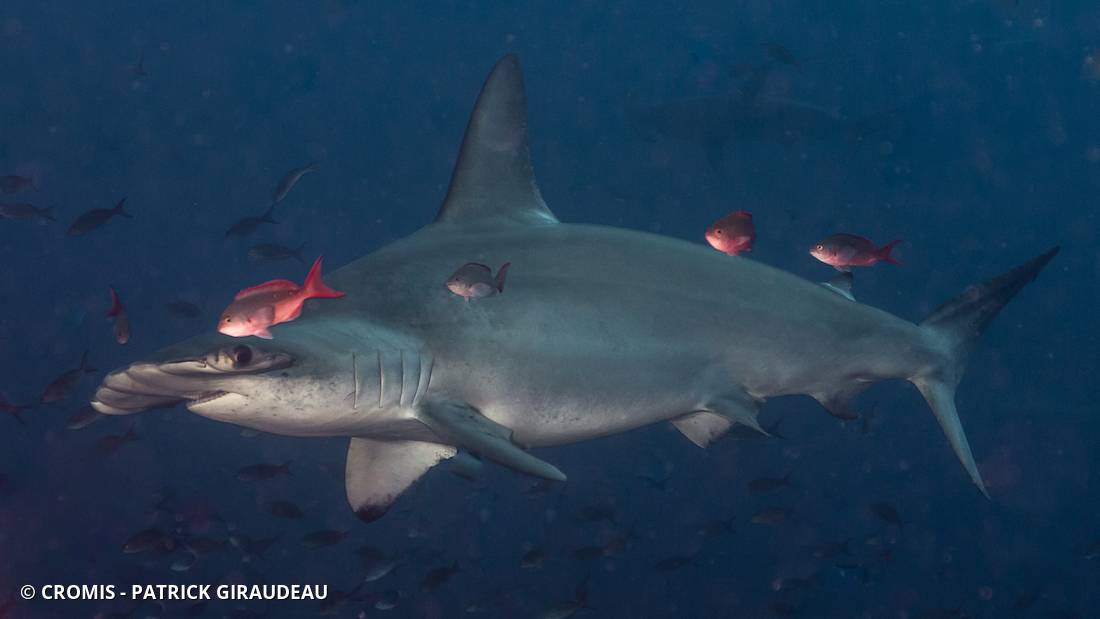 Requin marteau halicorne