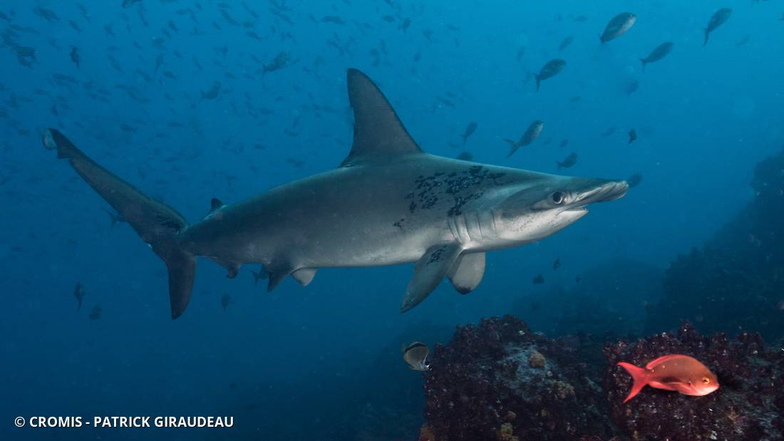 Requin marteau halicorne