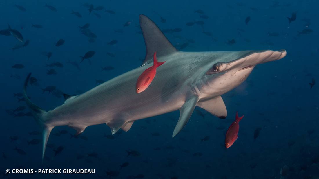 Requin marteau halicorne