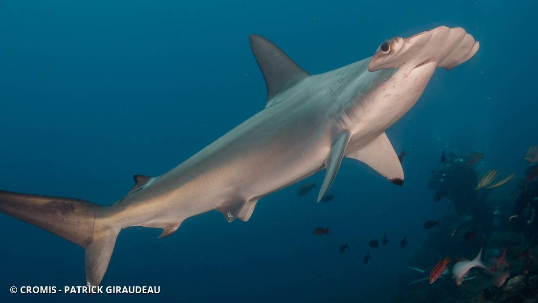Requin marteau halicorne