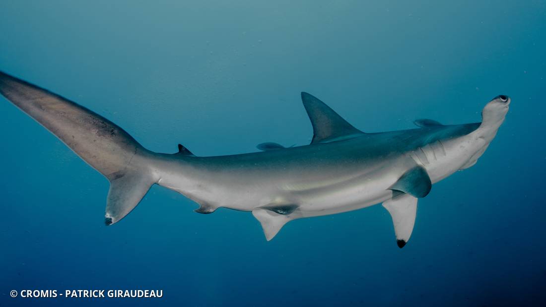 Requin marteau halicorne