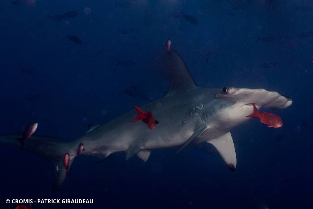 Requin marteau halicorne