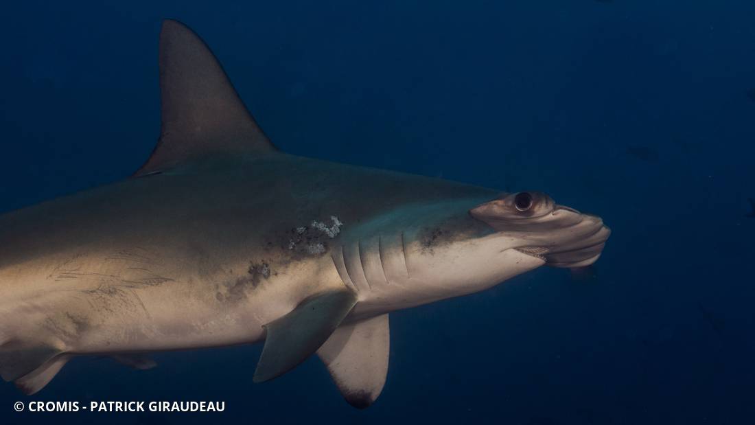 Requin marteau halicorne
