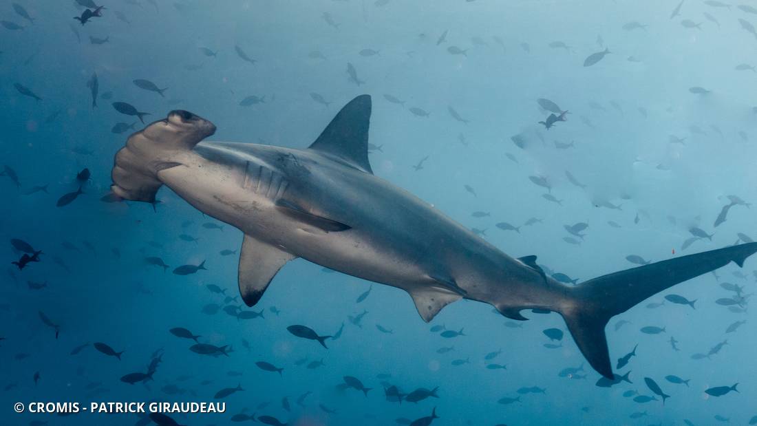 Requin marteau halicorne