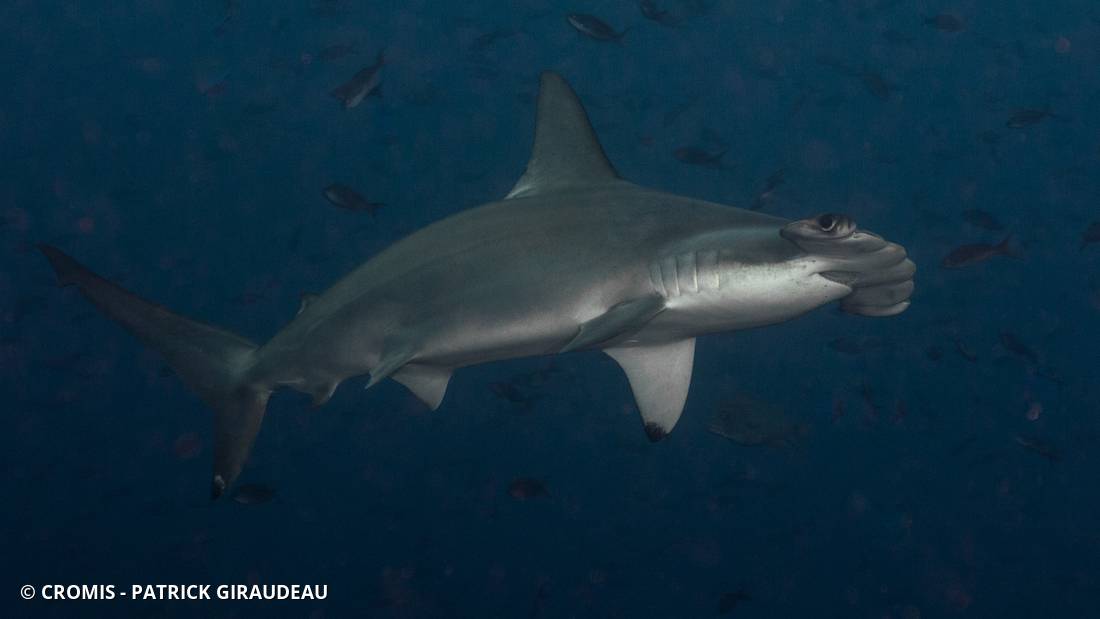 Requin marteau halicorne