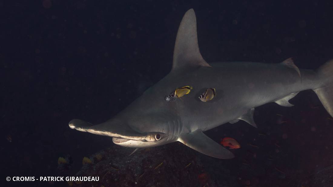 Requin marteau halicorne