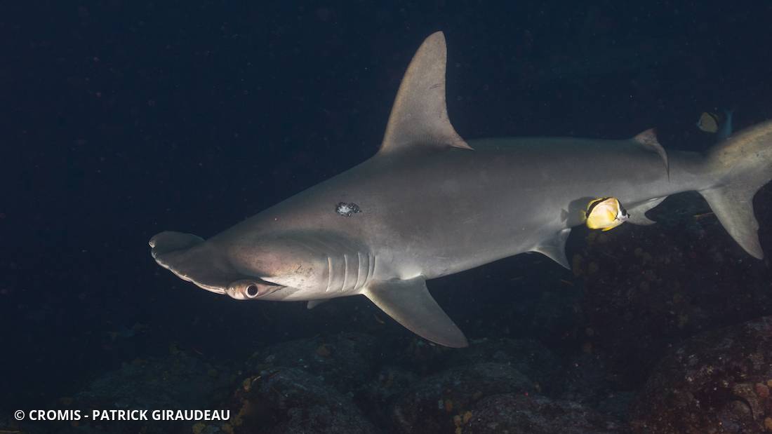 Requin marteau halicorne