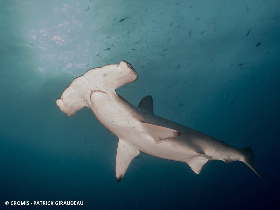 Requin marteau halicorne