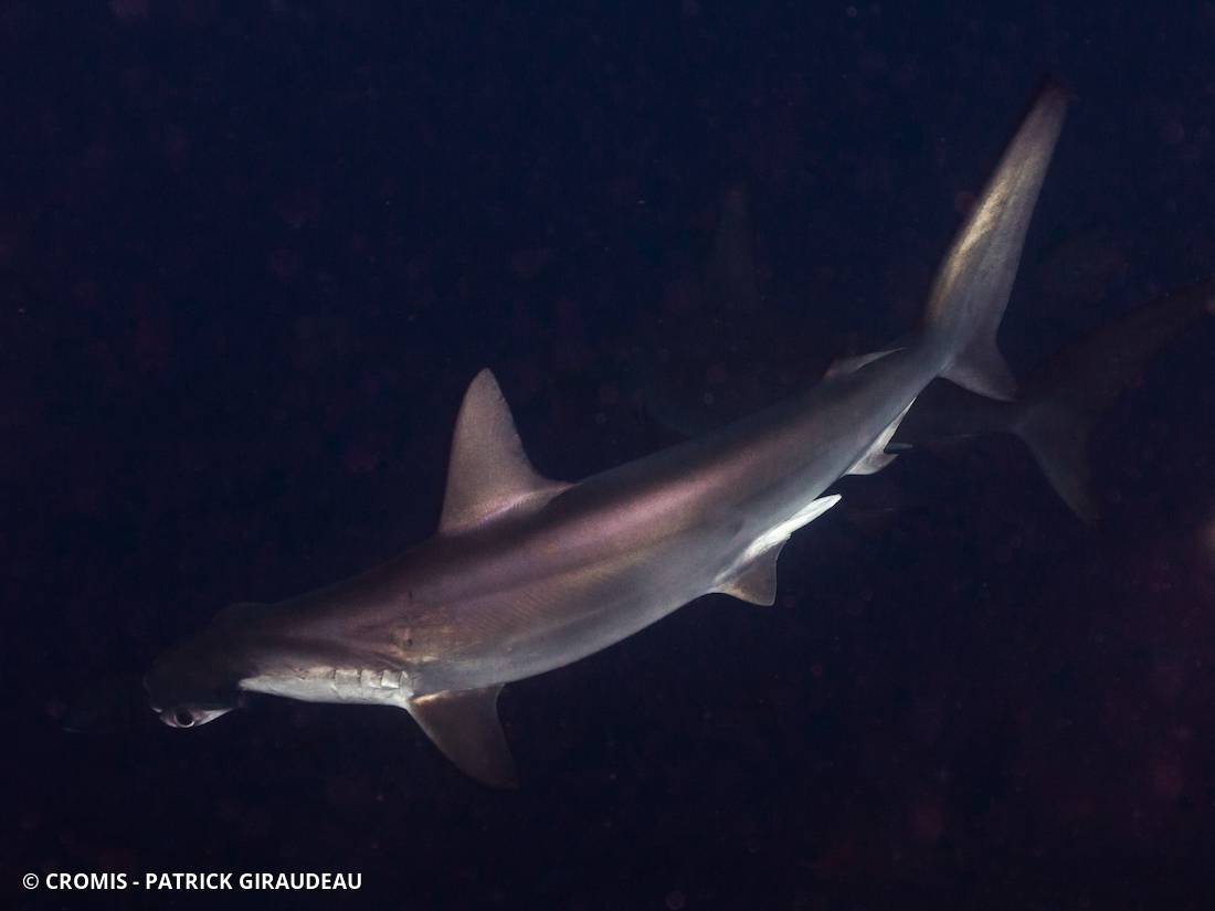 Requin marteau halicorne