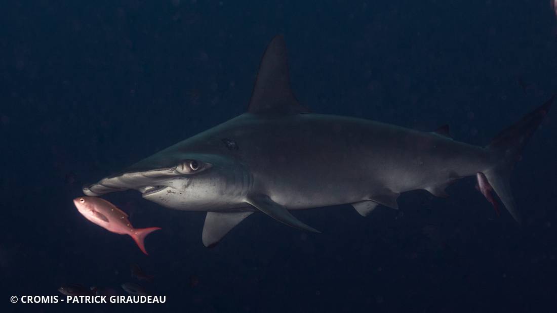 Requin marteau halicorne