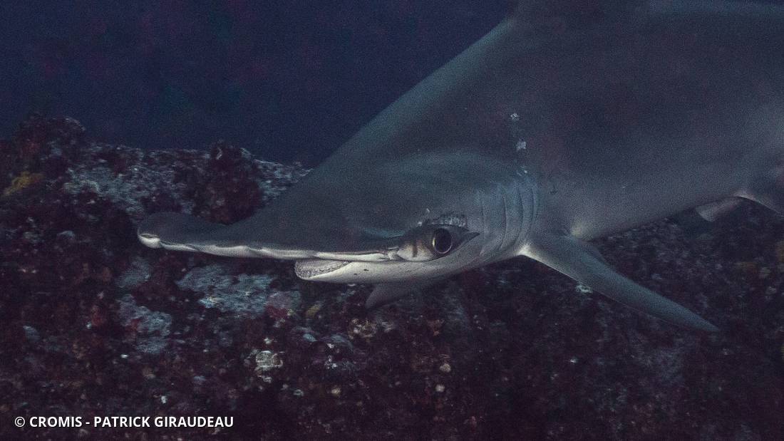 Requin marteau halicorne