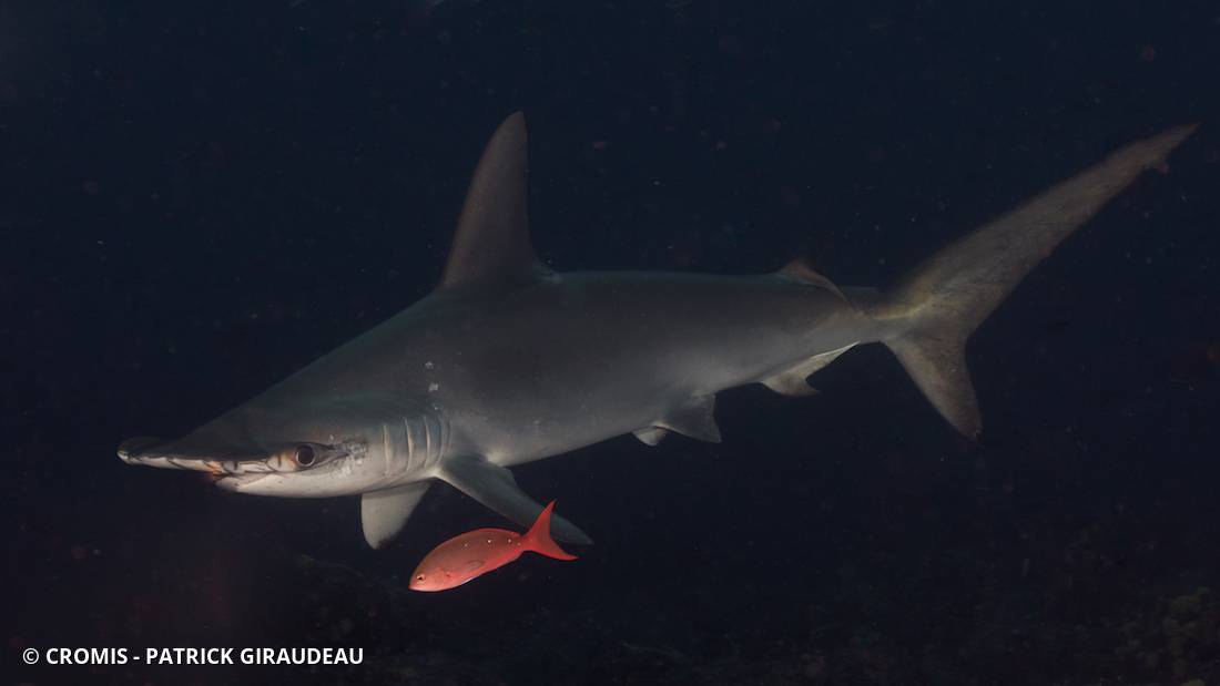Requin marteau halicorne