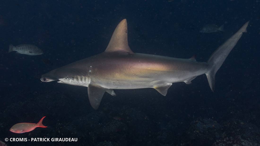 Requin marteau halicorne