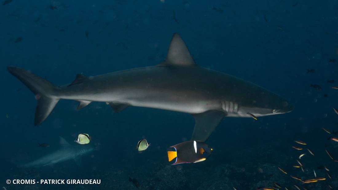 Requin des Galápagos