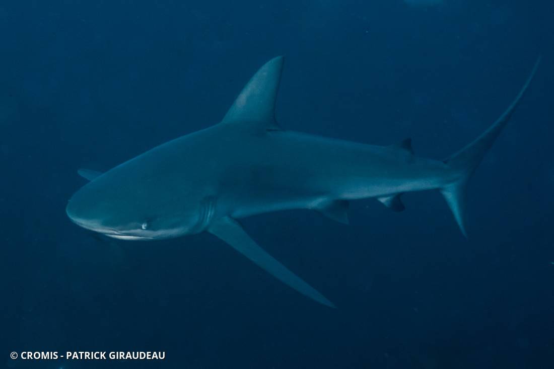 Requin soyeux