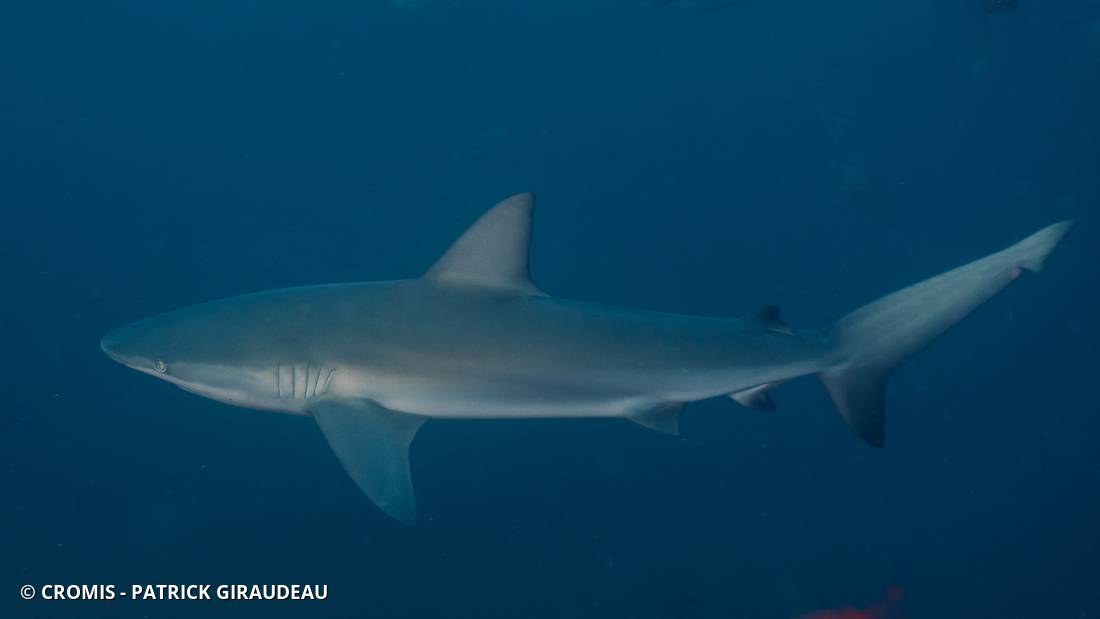 Requin soyeux