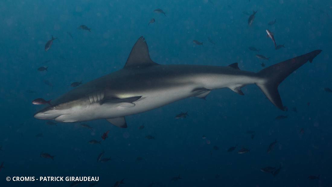 Requin des Galápagos