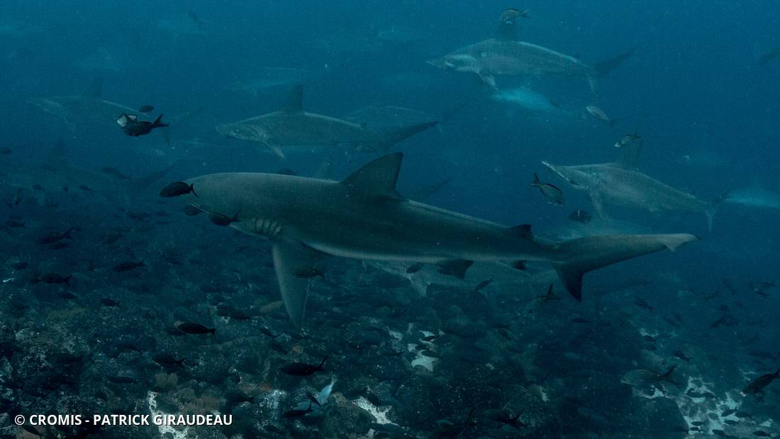 Requin des Galápagos