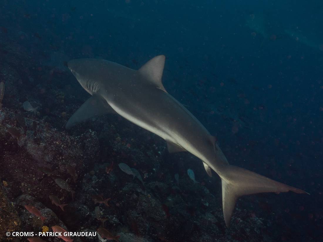 Requin des Galápagos