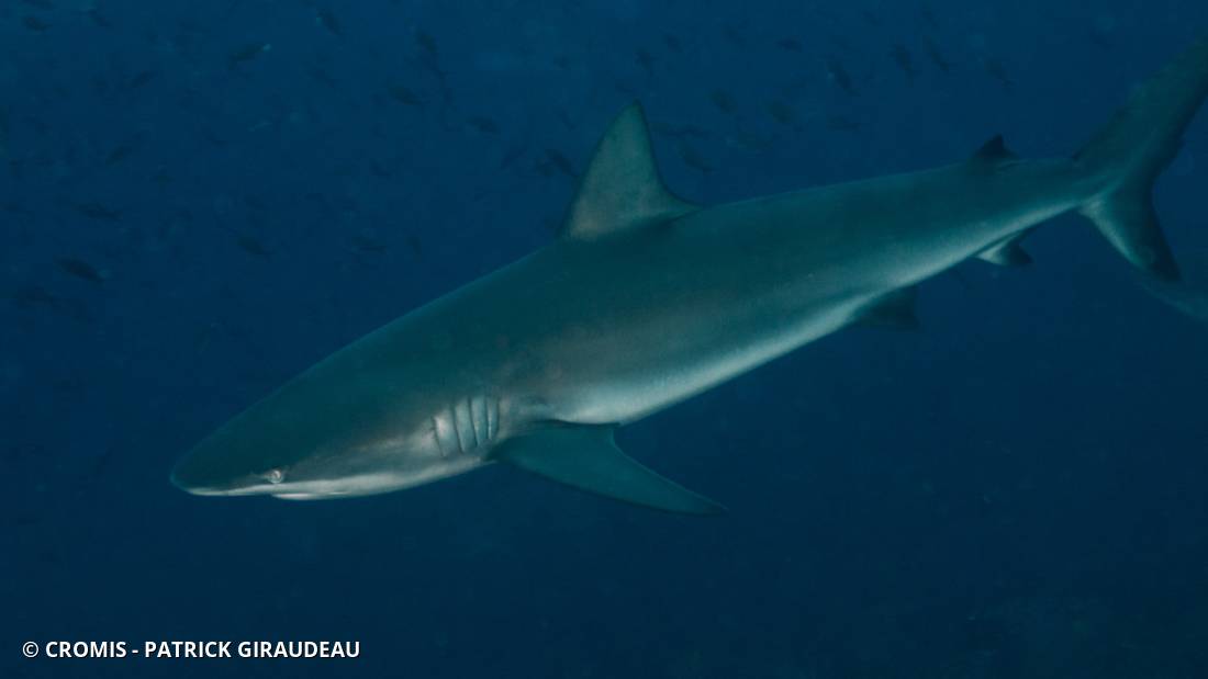 Requin des Galápagos