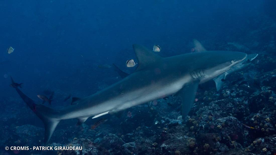 Requin des Galápagos