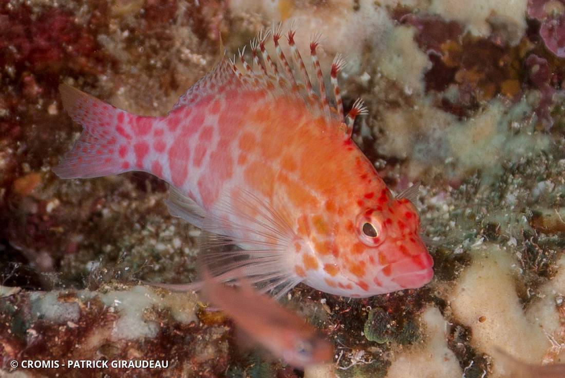 Poisson-faucon tacheté