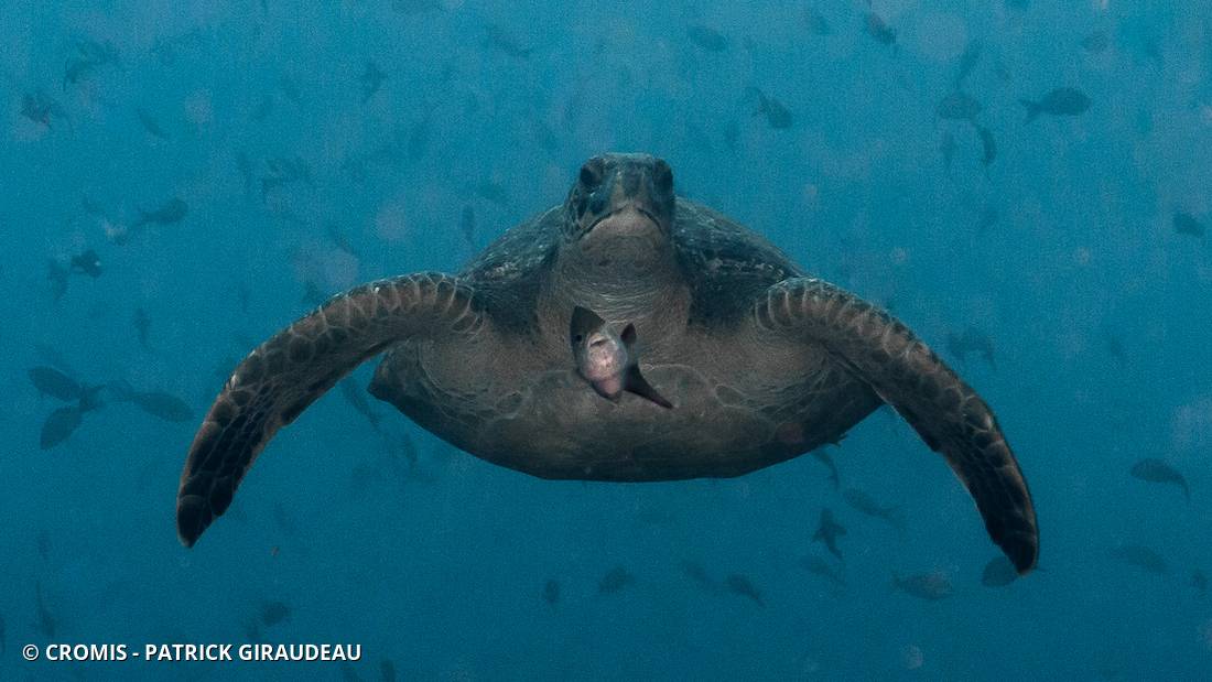 Tortue verte