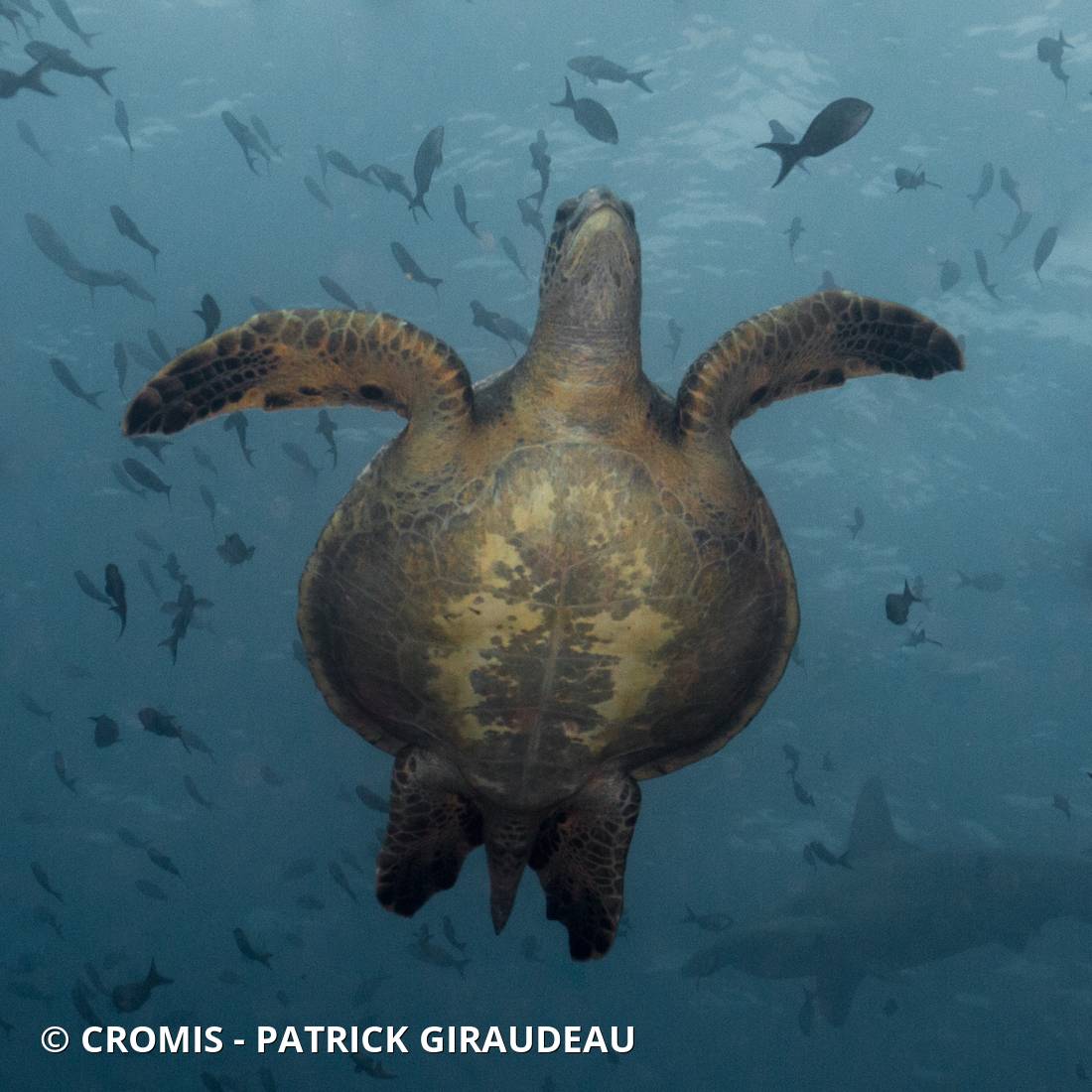Tortue verte