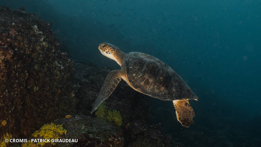 Tortue verte