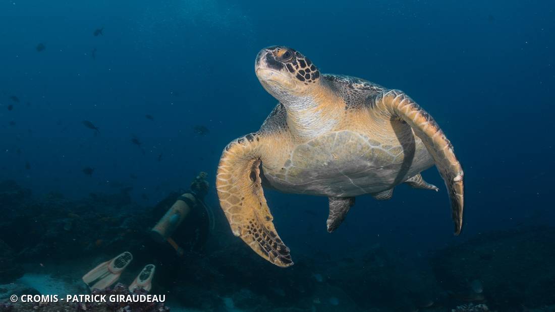 Tortue verte
