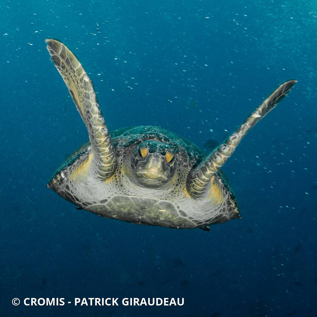 Tortue verte